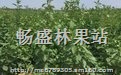 山西连翘苗 1.5米连翘苗 2米以上连翘苗 连翘苗