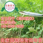 连翘苗价格连翘苗价格