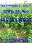 *2年连翘苗2年连翘苗价格