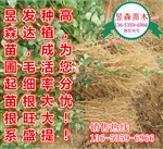 2年钙果苗2年生钙果苗价格