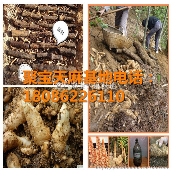 龙山哪里有卖天麻种子的,天麻种子多少钱一斤