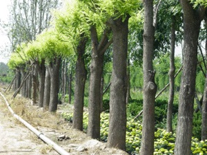 核桃苗苹果苗甜柿苗桃树苗山楂苗