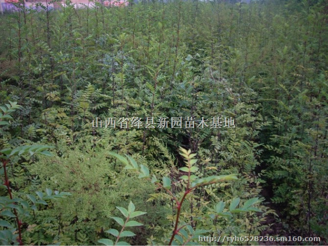 核桃苗苹果苗甜柿苗桃树苗山楂苗