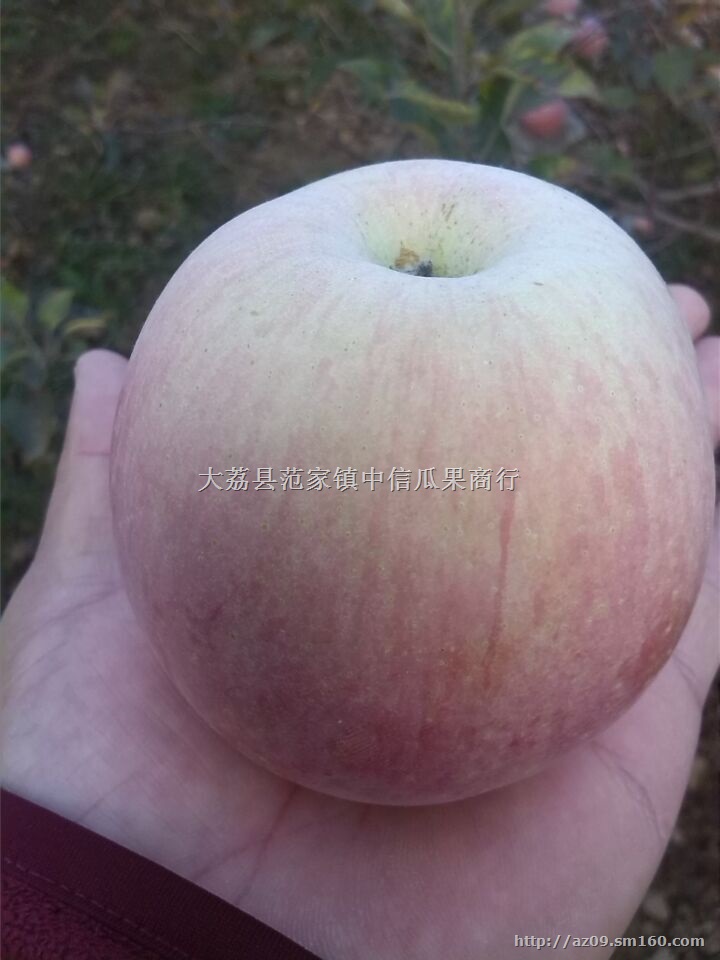 陕西膜袋红富士苹果上市分析价格，红富士价格