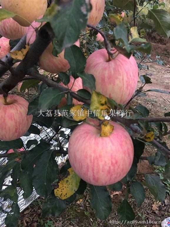 陕西纸袋红富士苹果批发价格,纸袋红富士价格