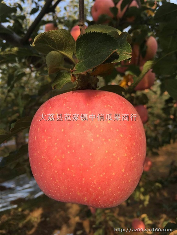 陕西纸袋红富士苹果批发价格,纸袋红富士价格