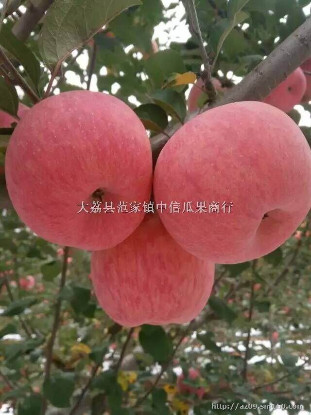 陕西纸袋红富士苹果批发价格，纸袋红富士价格