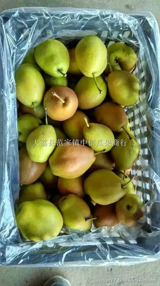 陕西冷库红香酥梨价格，冷库库尔勒香梨批发价格