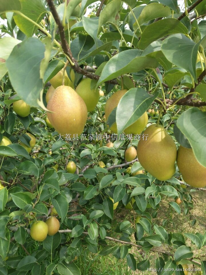 陕西冷库红香酥梨价格，冷库库尔勒香梨批发价格