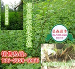 药用连翘苗定植连翘苗价格