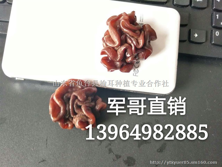 猴脑菇 猴脑菇批发 猴脑菇厂家 猴脑菇王海军批发