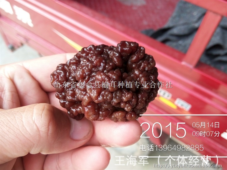 猴脑菇 猴脑菇批发 猴脑菇厂家 猴脑菇王海军批发