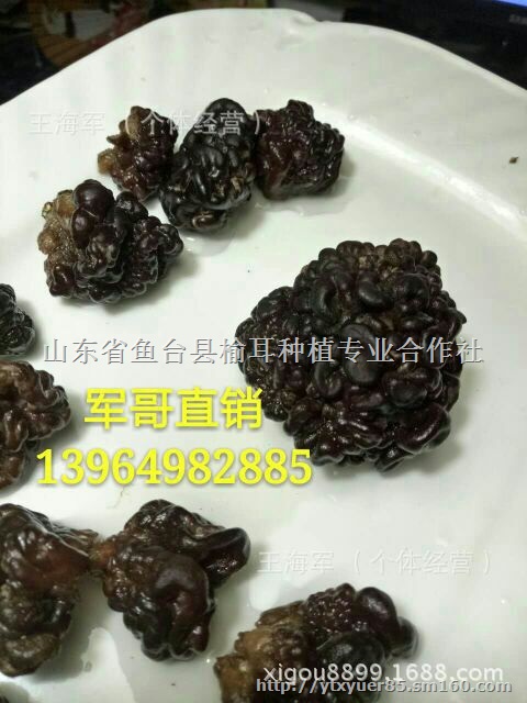 2017猴脑菇批发 猴脑蘑 猴脑蘑产地 食用猴脑蘑