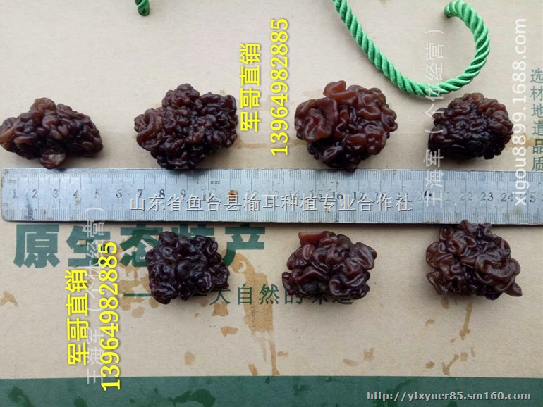 核桃菌蘑 核桃菇 核桃蘑菇 食用核桃菌 核桃菇批发