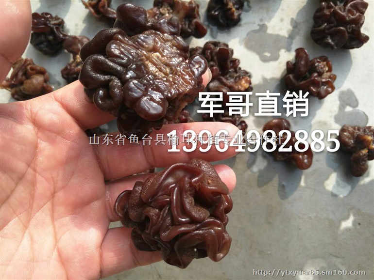 核桃菌蘑 核桃菇 核桃蘑菇 食用核桃菌 核桃菇批发