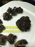 核桃菌蘑 核桃菇 核桃蘑菇 食用核桃菌 核桃菇批发