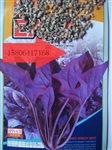 紫色菠菜种子 营养蔬菜之佳品