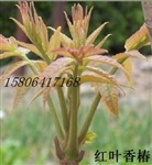 红叶香椿种子 彩色蔬菜种子