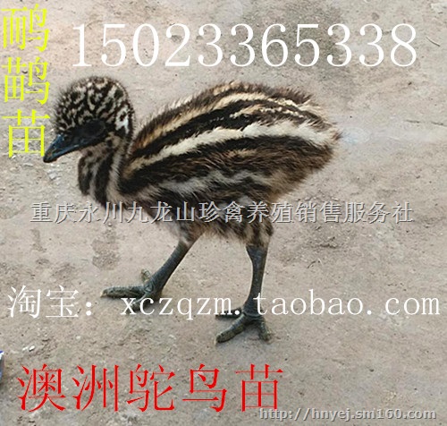 鸸鹋苗,澳洲鸵鸟苗,重庆鸸鹋养殖基地
