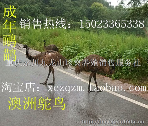 鸸鹋苗，澳洲鸵鸟苗，重庆鸸鹋养殖基地