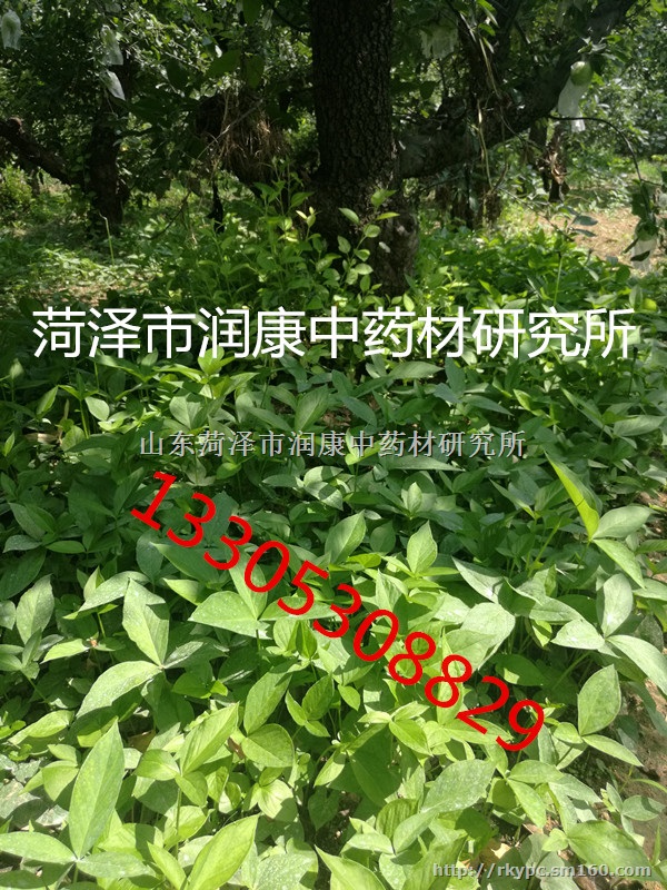 半夏仿野生种植，粗放管理