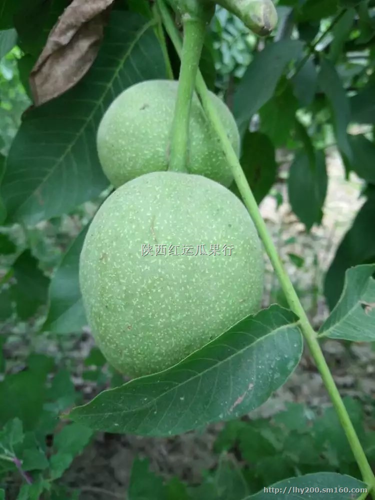 陕西纸皮核桃/纸皮核桃基地/纸皮核桃批发新价格