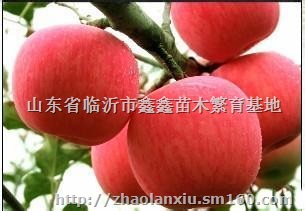 m9t337自根砧苹果苗，烟富8苹果苗，烟富0苹果