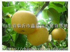 黄金冠桃苗，黄金桃树苗，秋月梨苗，秋月梨树苗价格