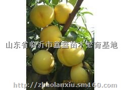 黄金冠桃苗，黄金桃树苗，秋月梨苗，秋月梨树苗价格