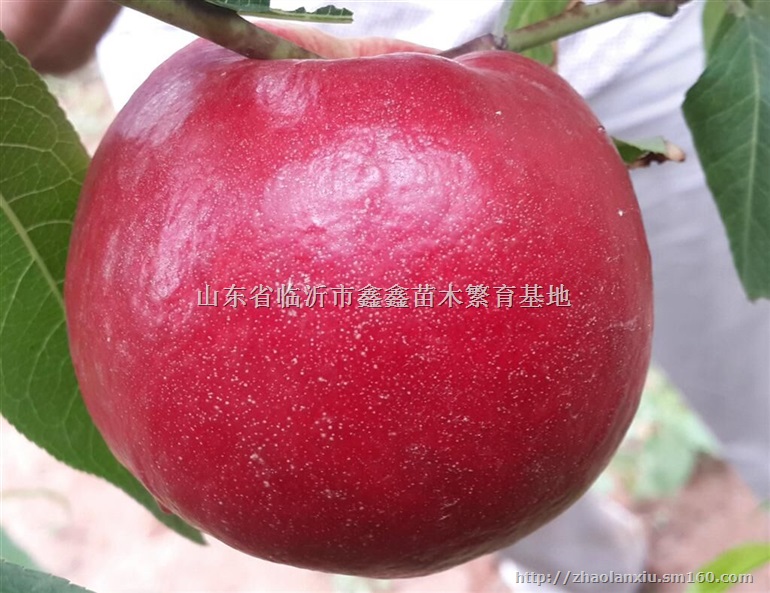 中油16油桃苗，12-33油桃苗，秋彤桃苗，映霜红