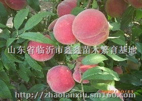 中油16油桃苗，12-33油桃苗，秋彤桃苗，映霜红