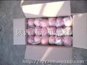 供应陕西红富士苹果产地价格