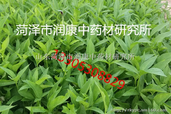 选育的优良半夏品系狭三叶半夏二级种球