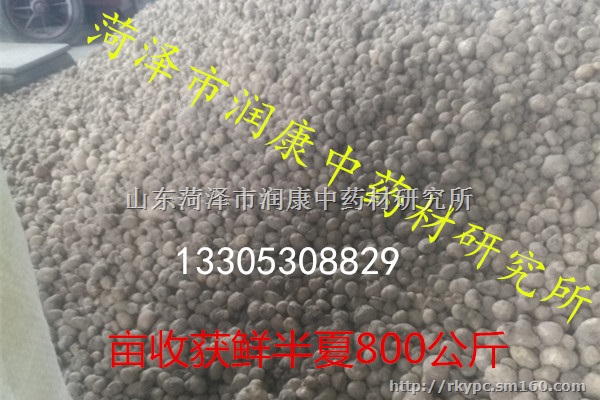 选育的优良半夏品系狭三叶半夏二级种球