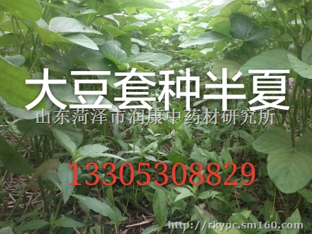 旱半夏仿野生种植