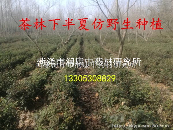 旱半夏仿野生种植