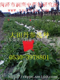 丹参种苗，丹参种子，丹参秧子