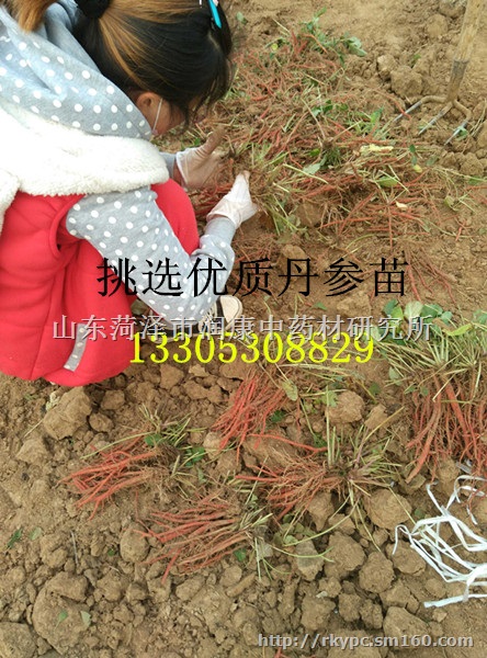 丹参种苗，丹参种子，丹参秧子