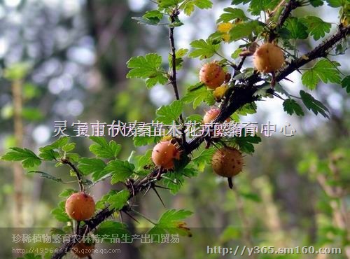 供应无籽刺梨苗木1-1.5米50万株