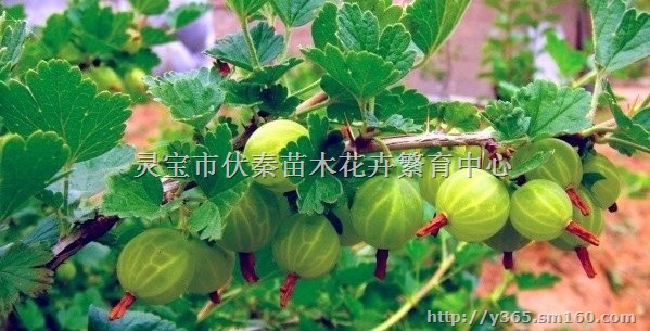 供应无籽刺梨苗木1-1.5米50万株