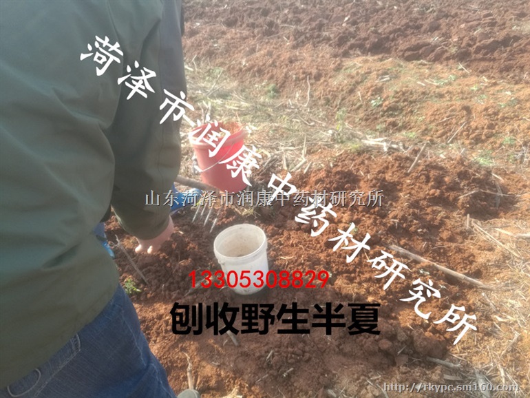 野生旱半夏种球，外皮无损伤，无病虫害、产量稳定