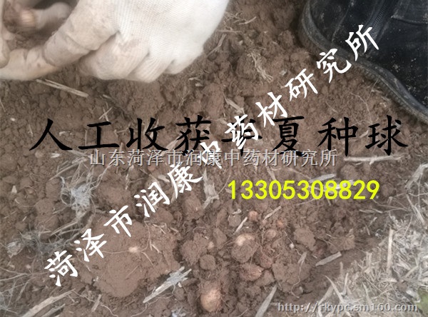 野生旱半夏种球，外皮无损伤，无病虫害、产量稳定