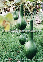 优质观赏葫芦种子 长柄葫芦种子精品袋装