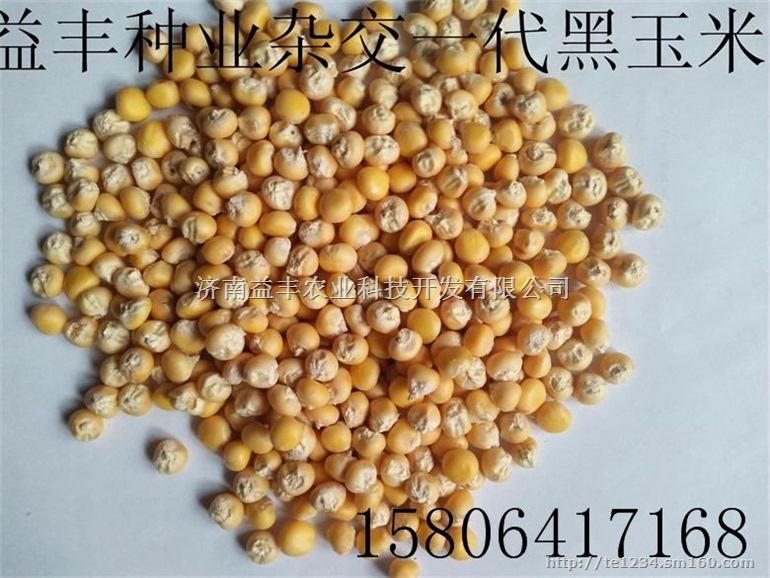 黑糯玉米种子 优质黑玉米种子营养丰富