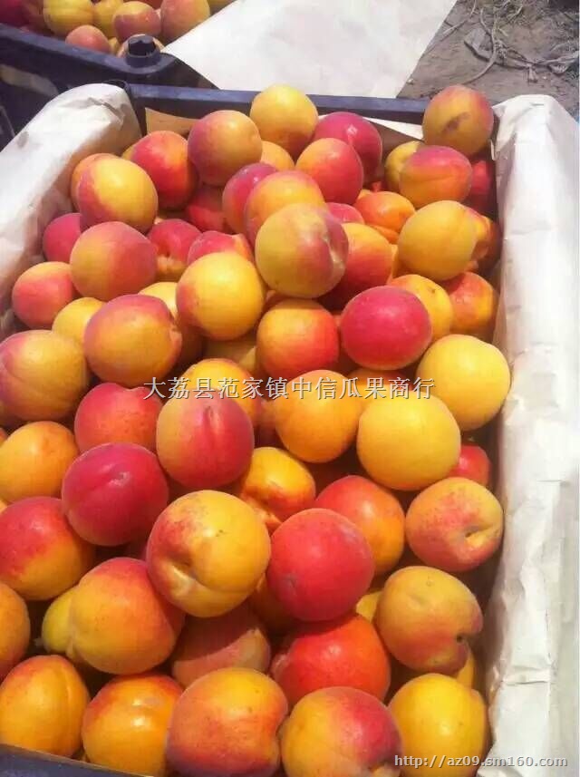 2018金太阳杏产地行情陕西丰园红杏批发价格
