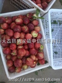 2018油桃中油12油桃批发陕西中油5油桃产地价格