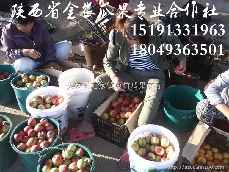 2018油桃中油12油桃批发陕西中油5油桃产地价格