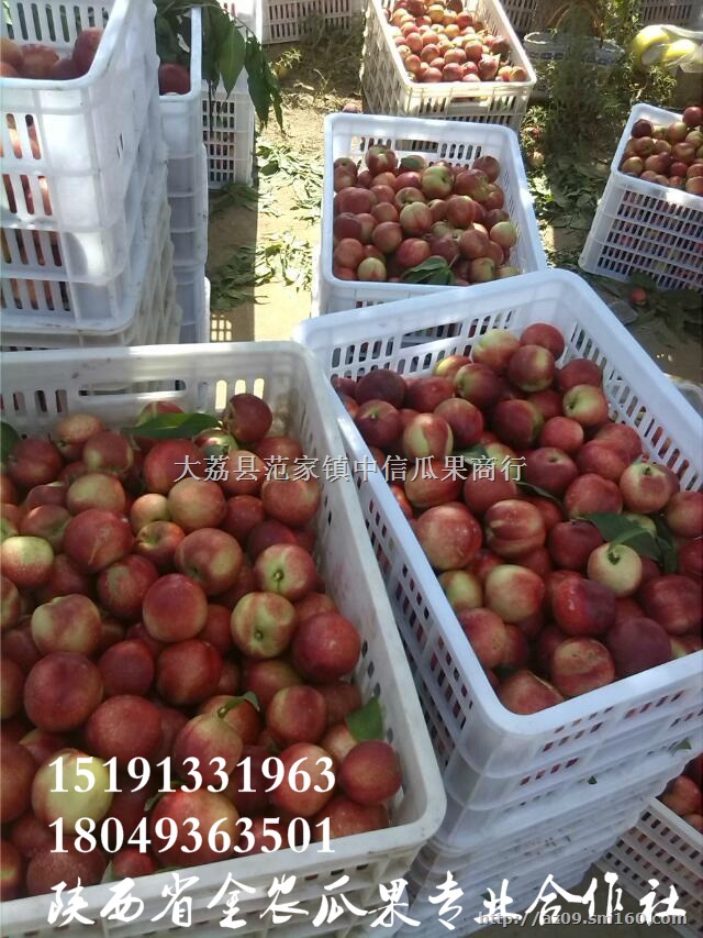 2018油桃中油12油桃批发陕西中油5油桃产地价格