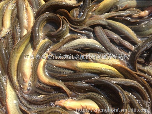 江西台湾泥鳅苗供应