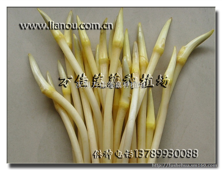 供应藕带种